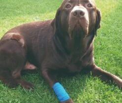 Happyplast Lijmvrije Pleister (beige) | 5 Vingerpleisters Waterdicht Zelfklevend Elastisch | Zelfklevende Pleisterband 2,5 Cm X 4,5 M | Zelfklevende Pleister Gevoelig 8 Happyplast Lijmvrije Pleister (beige) | 5 Vingerpleisters Waterdicht Zelfklevend Elastisch | Zelfklevende Pleisterband 2,5 Cm X 4,5 M | Zelfklevende Pleister Gevoelig -Winkel Voor Ehbo-Apparatuur 1200x1014 1